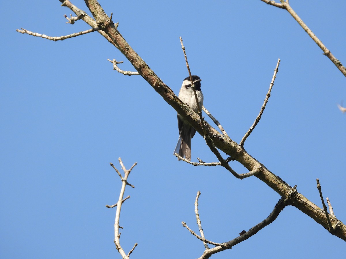 Carolina Chickadee - ML620601130