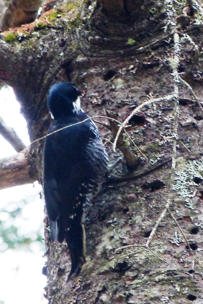 Black-backed Woodpecker - ML620601135