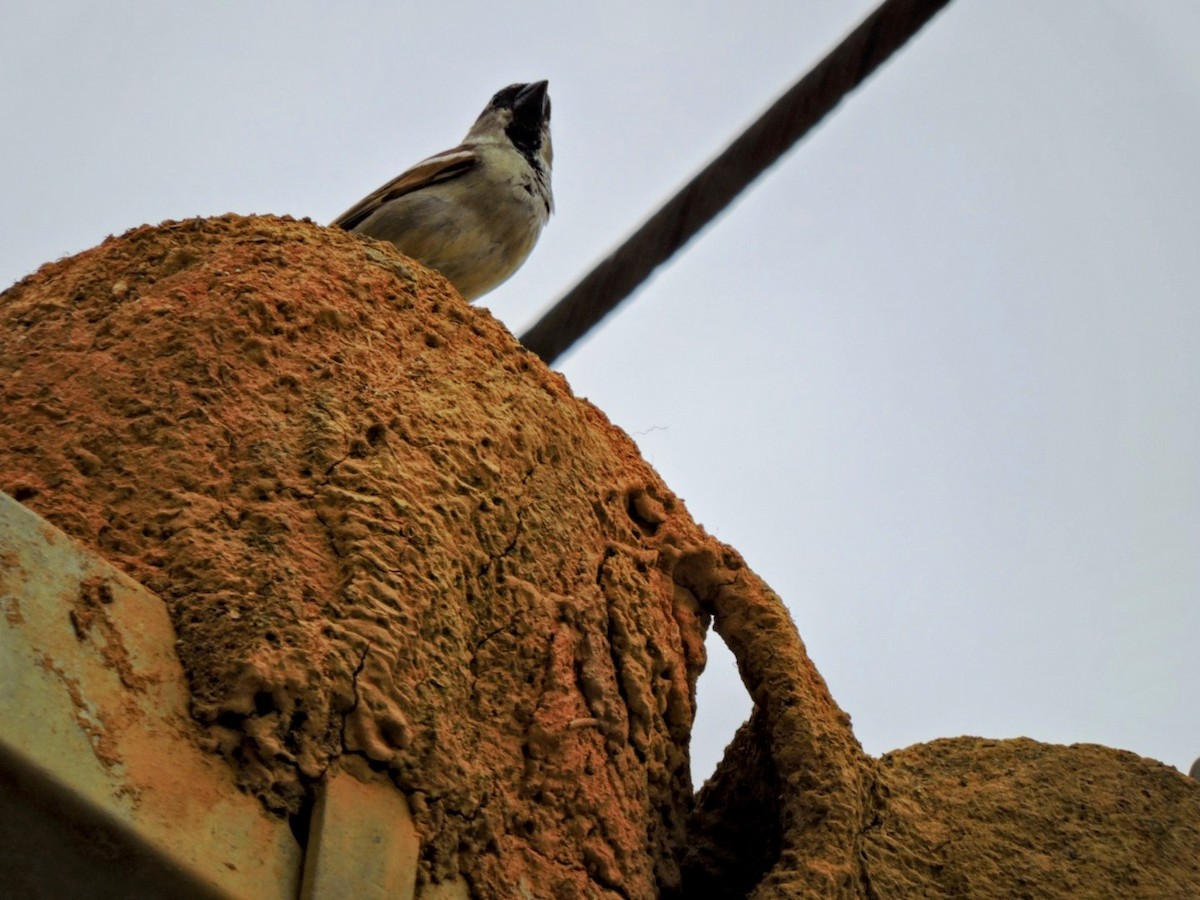 House Sparrow - ML620601153