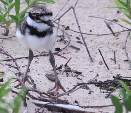 Killdeer - ML620601154