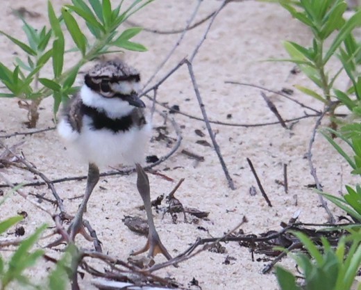 Killdeer - ML620601156