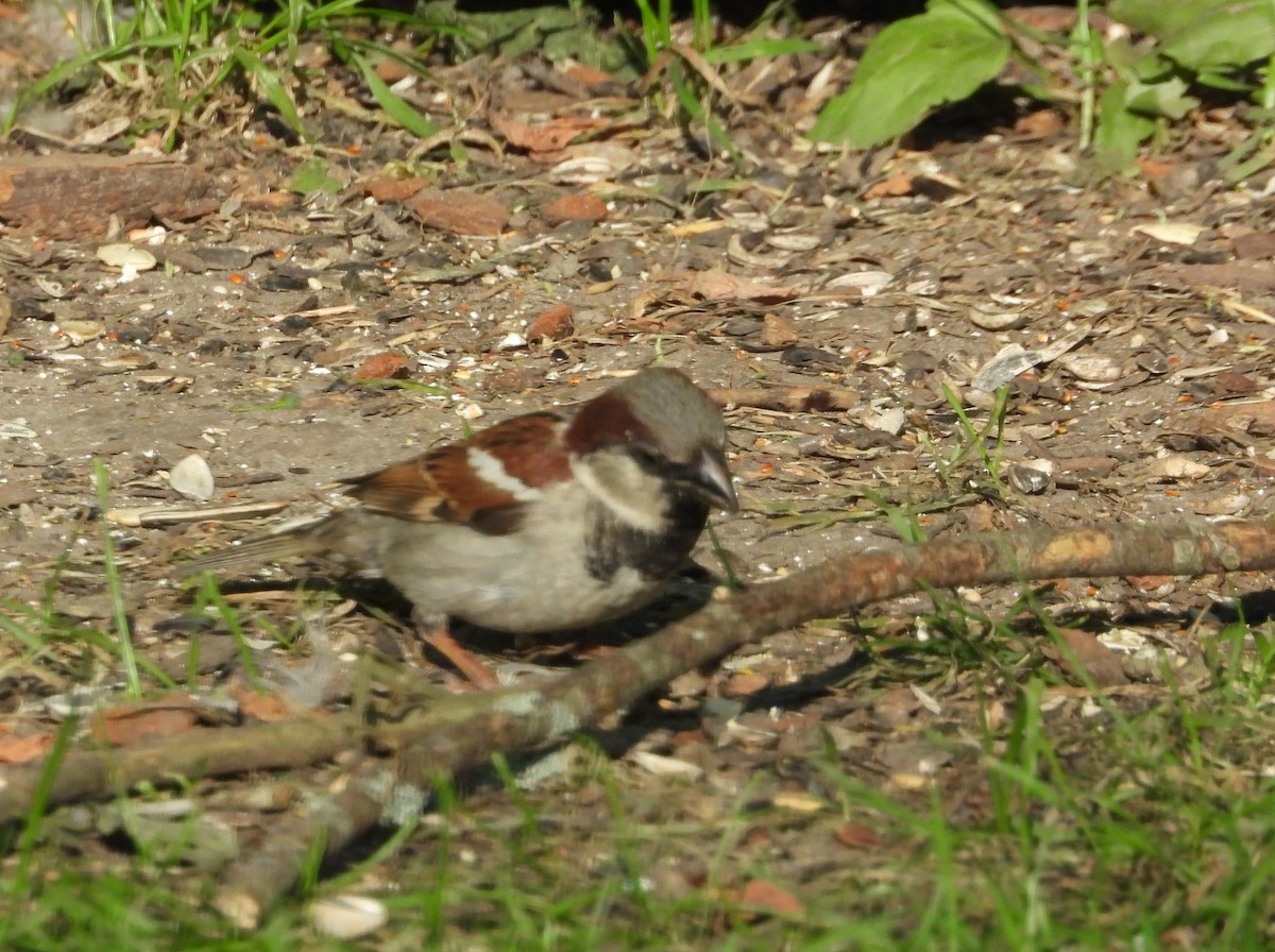 House Sparrow - ML620601163