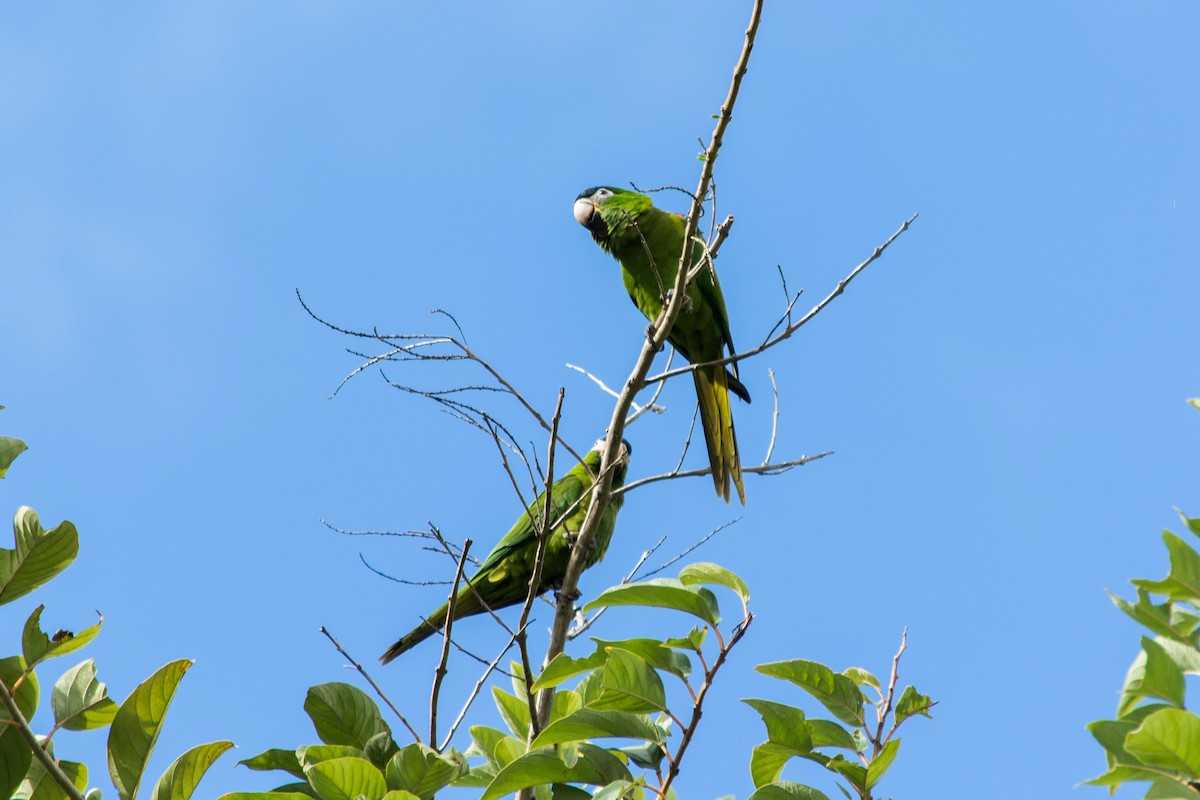 Red-shouldered Macaw - ML620601167