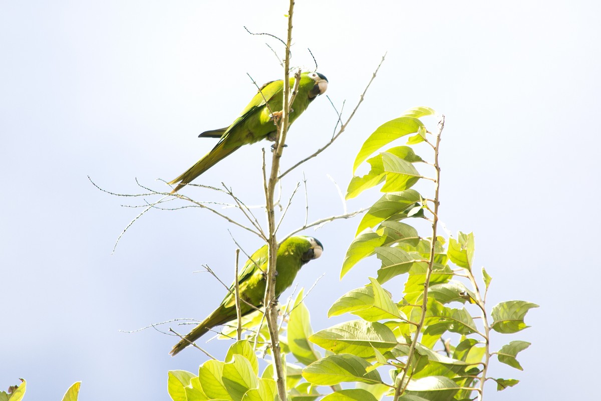 Red-shouldered Macaw - ML620601168