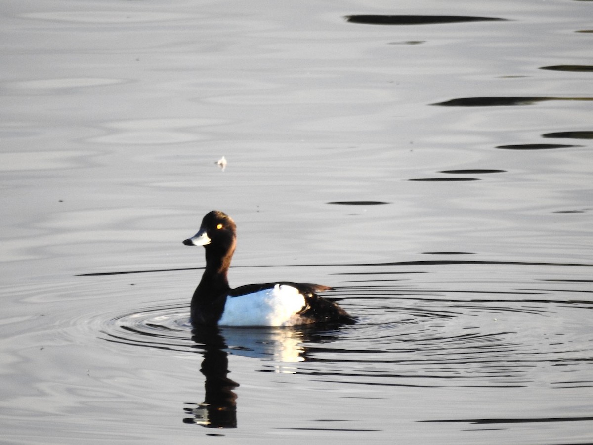 Tufted Duck - ML620601172