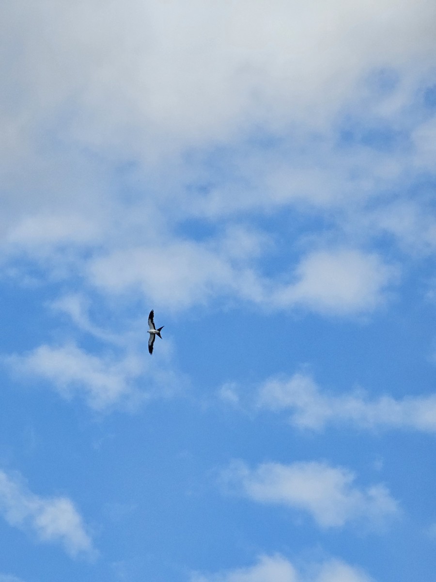 Swallow-tailed Kite - ML620601173