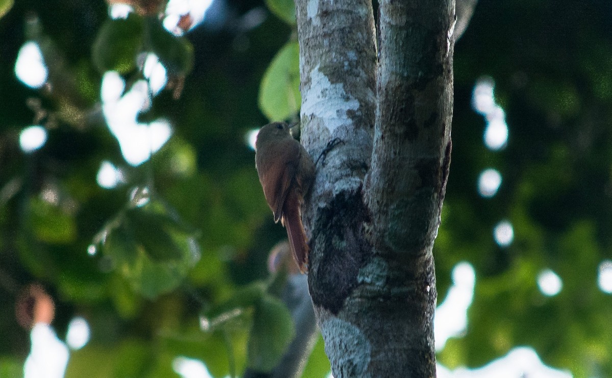 Olivaceous Woodcreeper - ML620601176