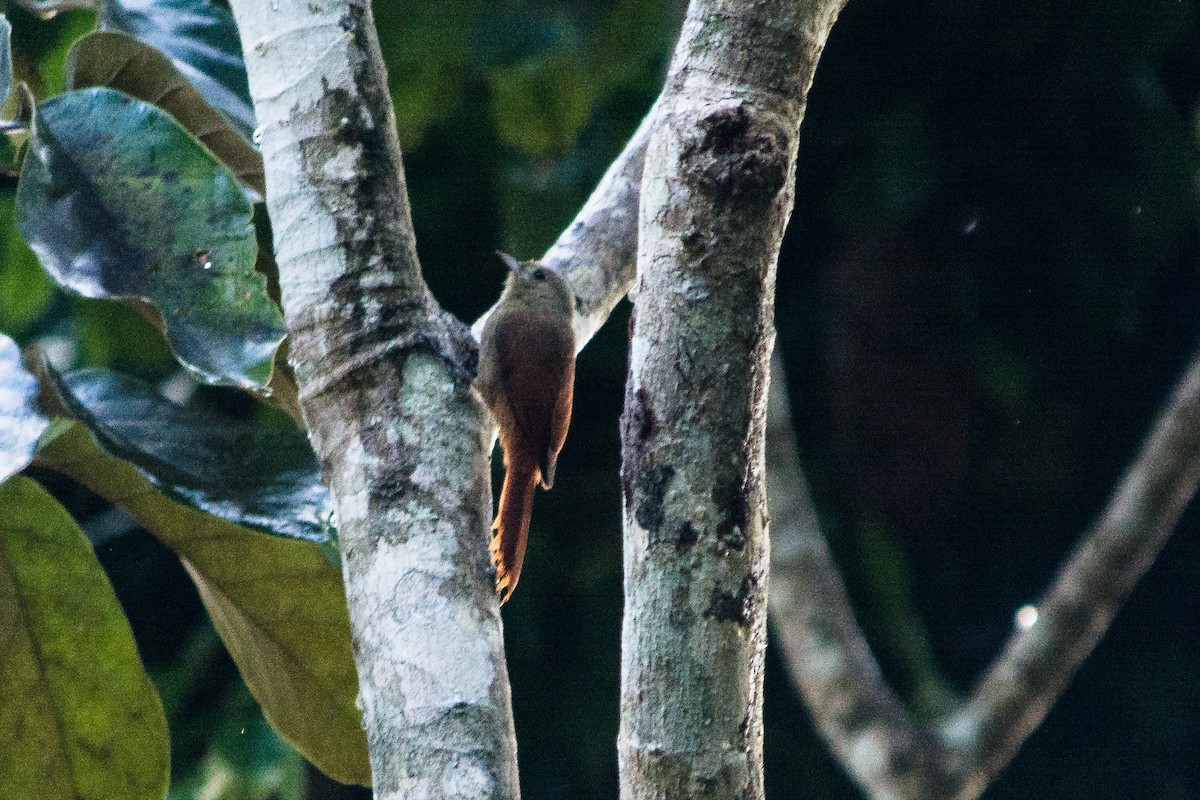 Olivaceous Woodcreeper - ML620601177