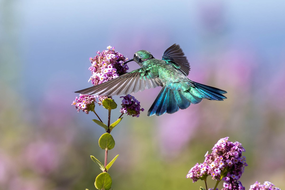 Colibri à ventre blanc - ML620601178