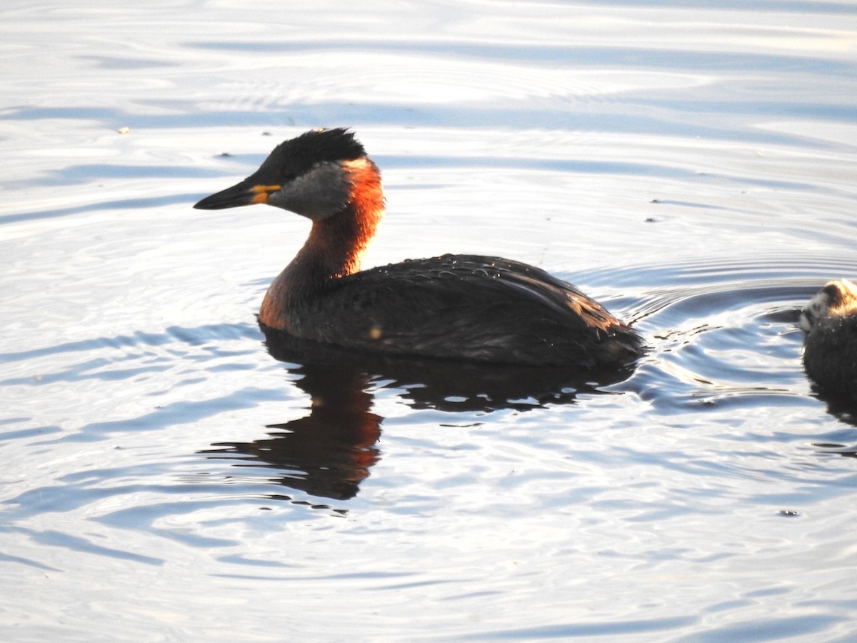 Red-necked Grebe - ML620601183