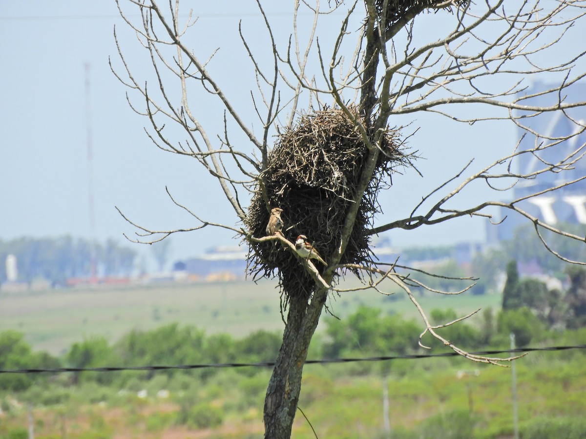 Moineau domestique - ML620601185