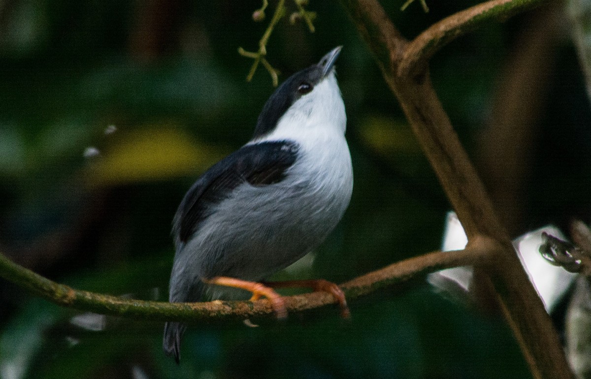 White-bearded Manakin - ML620601192