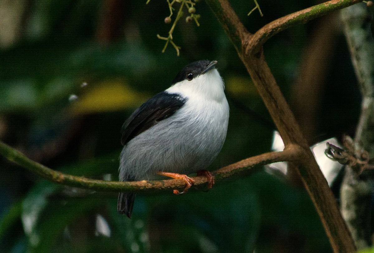 White-bearded Manakin - ML620601193