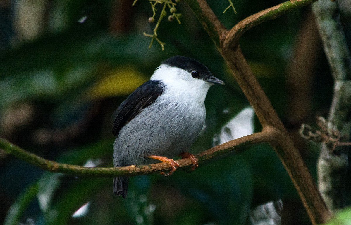 White-bearded Manakin - Eduardo Vieira 17