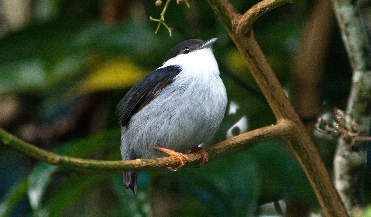 White-bearded Manakin - ML620601196