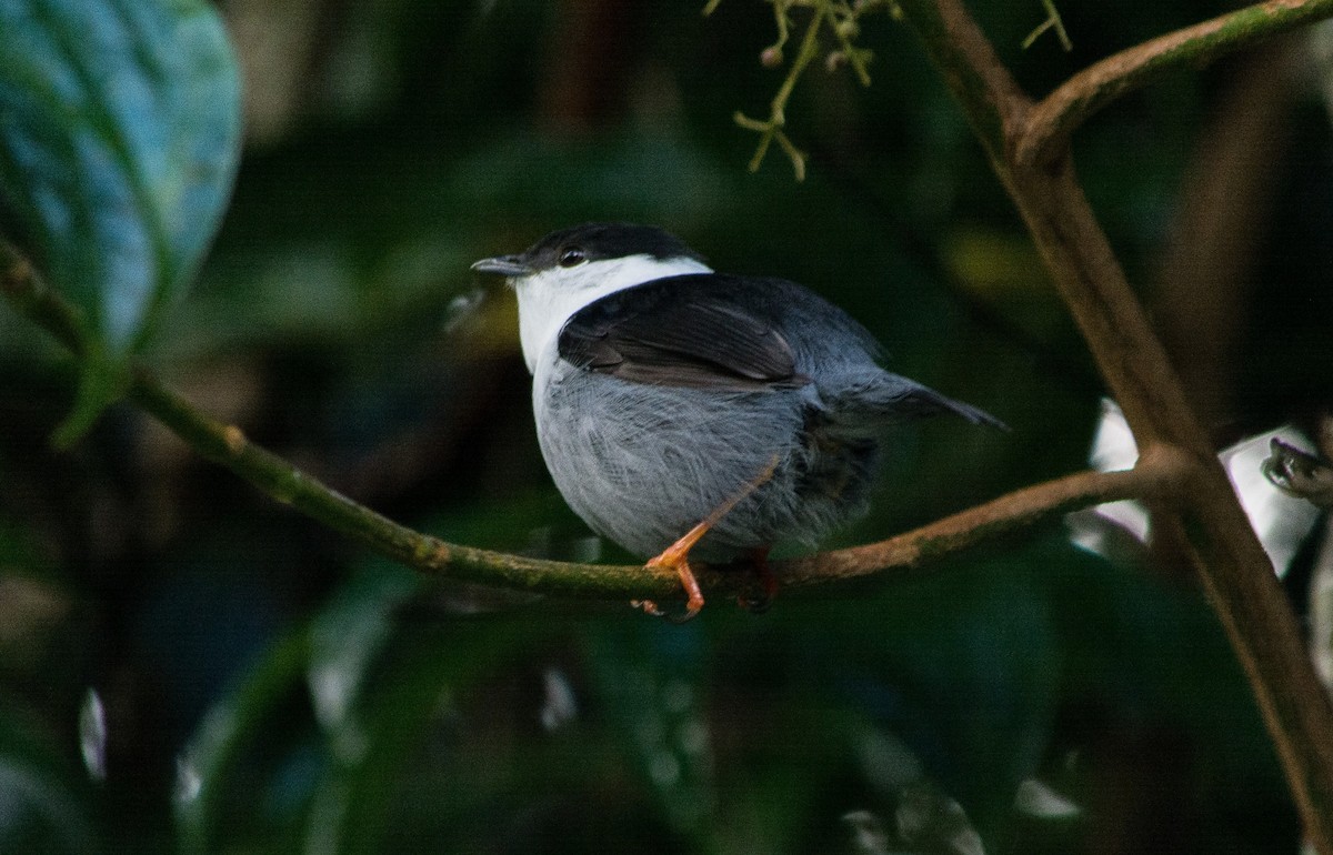 White-bearded Manakin - ML620601197