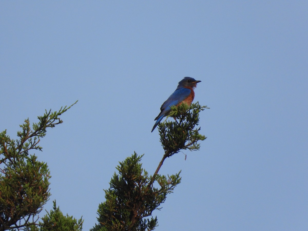 Eastern Bluebird - ML620601198