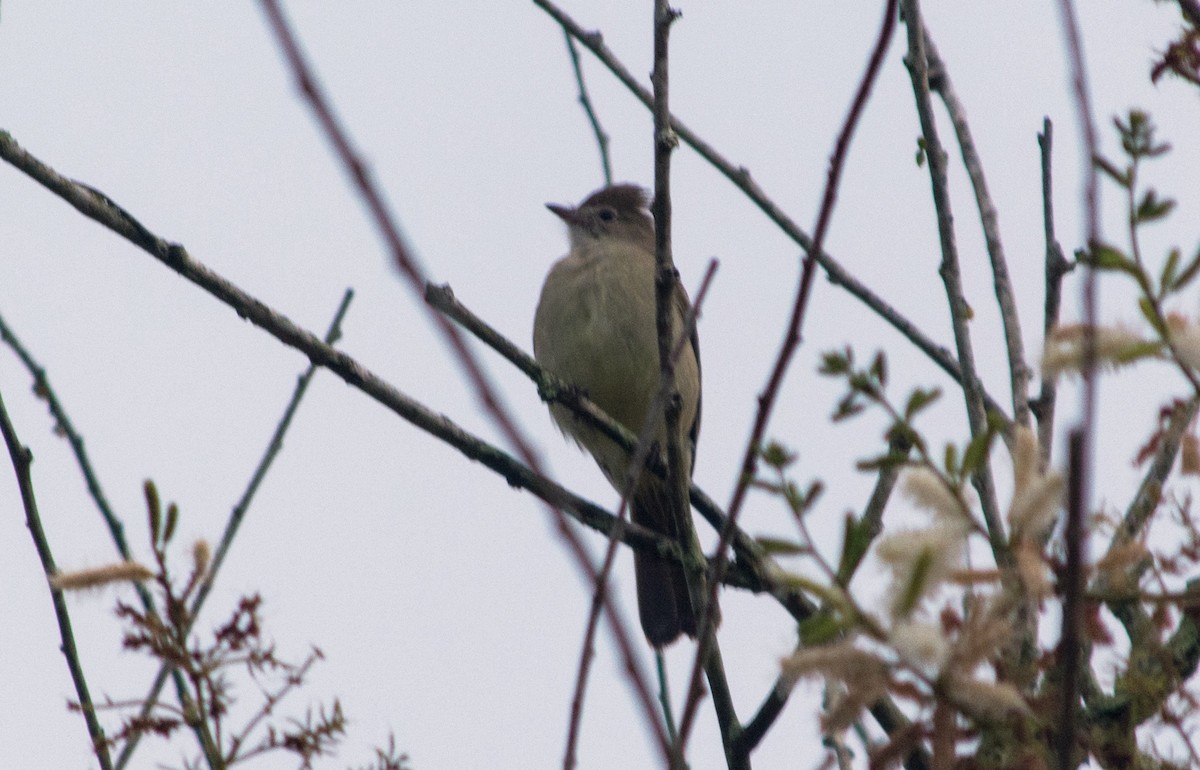 Yellow-bellied Elaenia - ML620601208