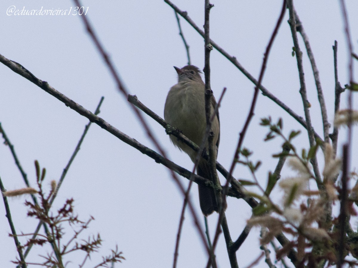 Yellow-bellied Elaenia - ML620601209