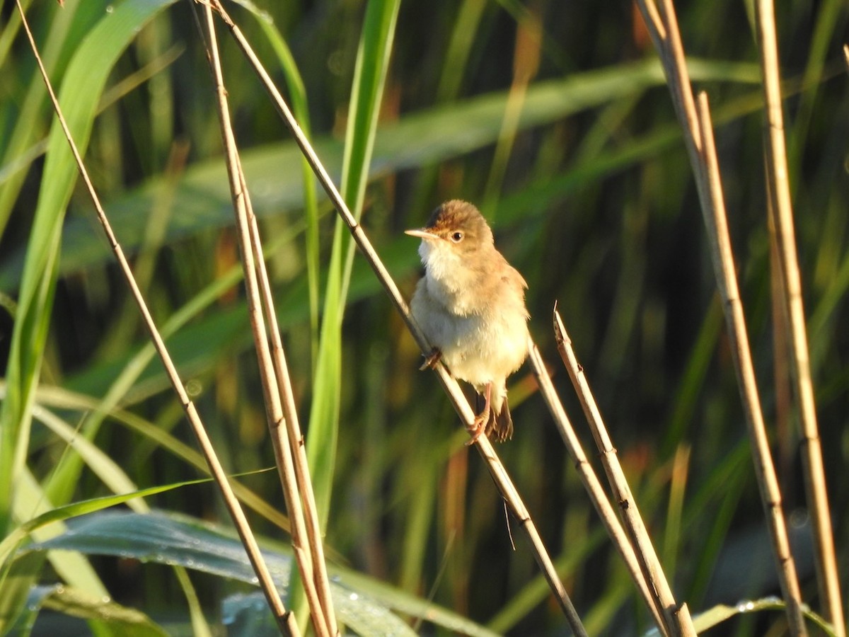 Common Reed Warbler - ML620601210