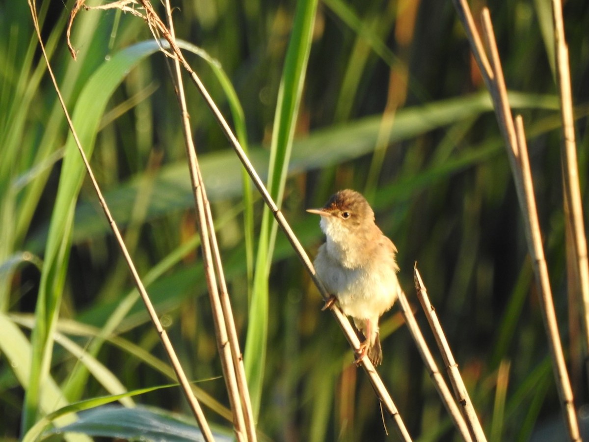 Common Reed Warbler - ML620601211