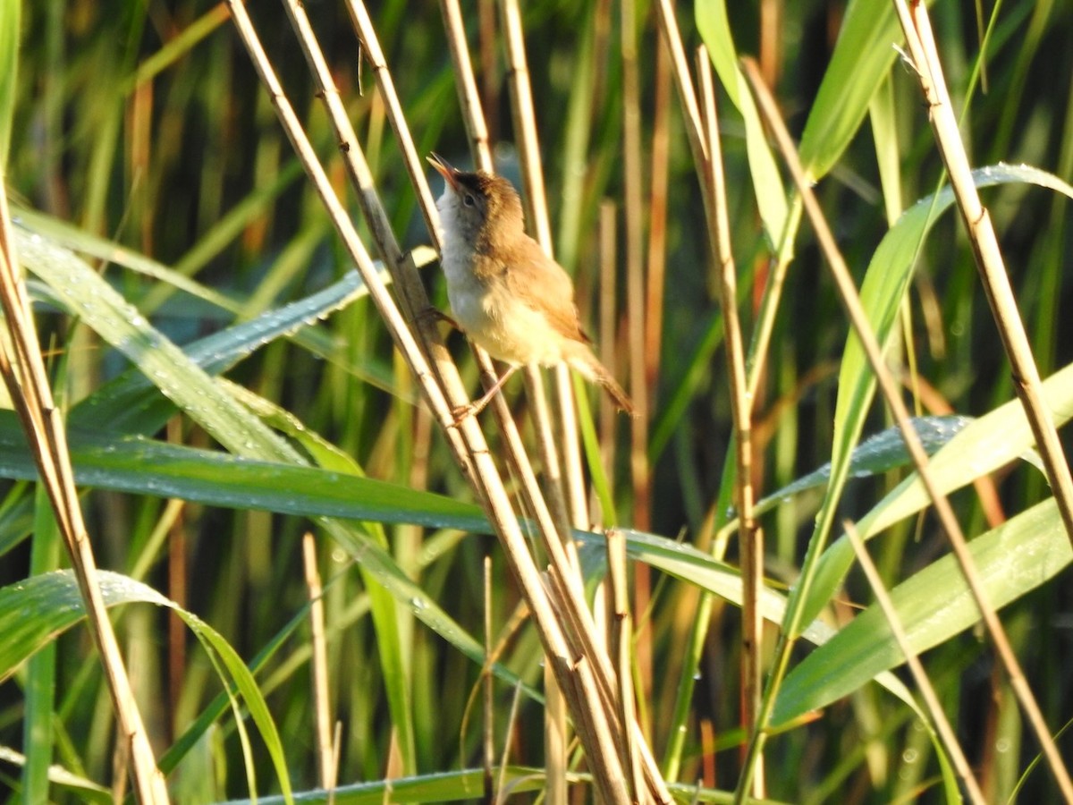 Common Reed Warbler - ML620601212