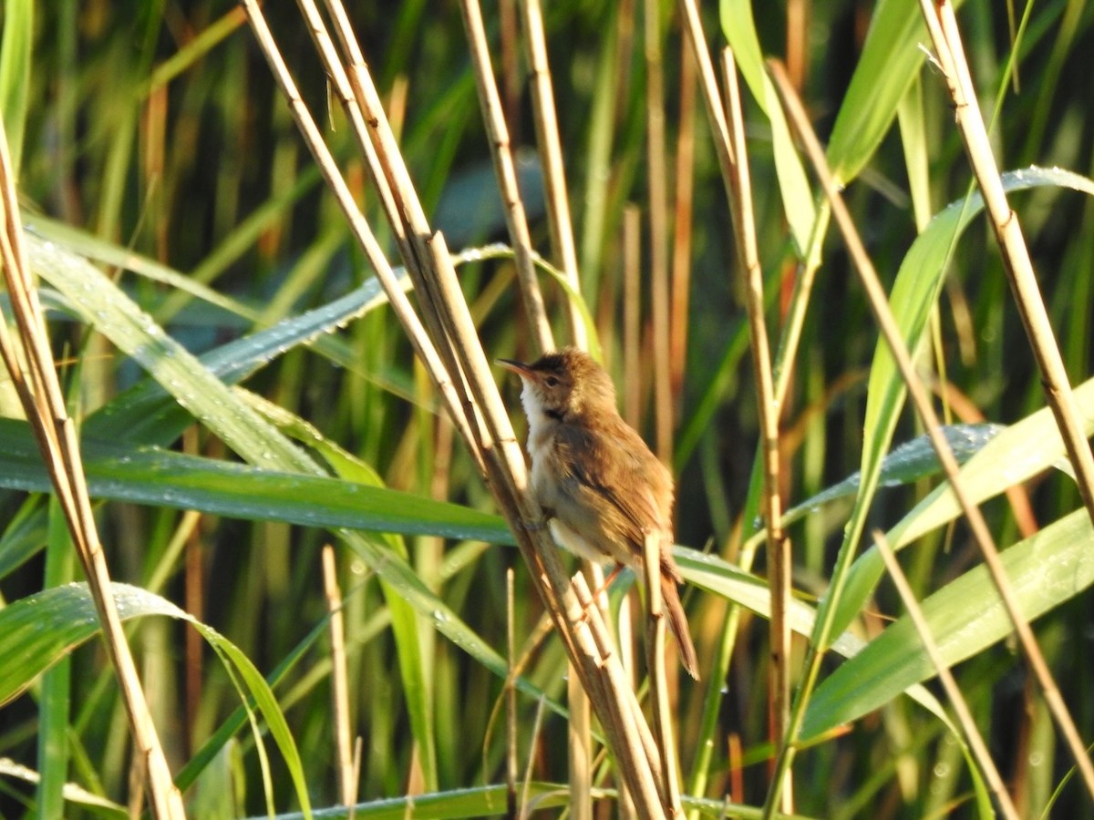 Common Reed Warbler - ML620601213