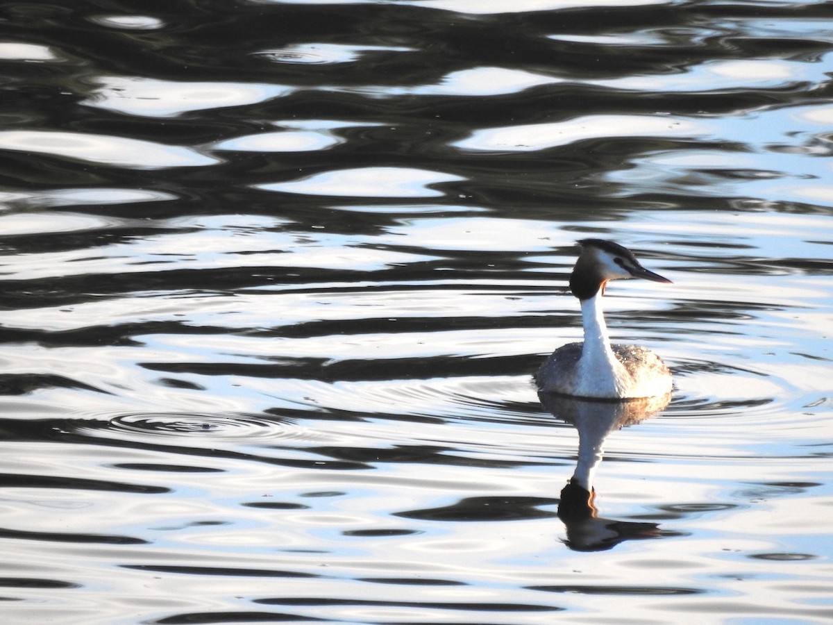 Great Crested Grebe - ML620601217