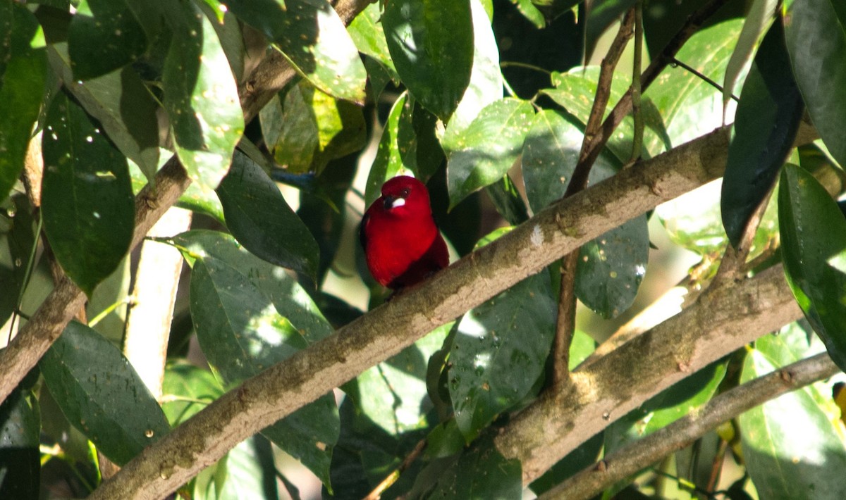 Brazilian Tanager - ML620601220