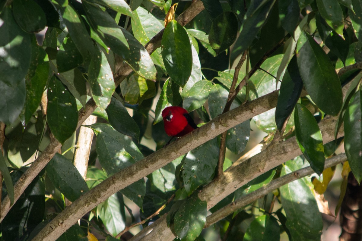 Brazilian Tanager - ML620601221