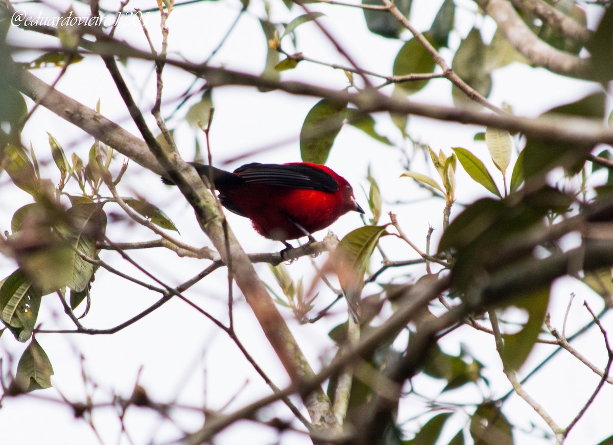 Brazilian Tanager - ML620601222