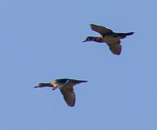 Wood Duck - ML620601227