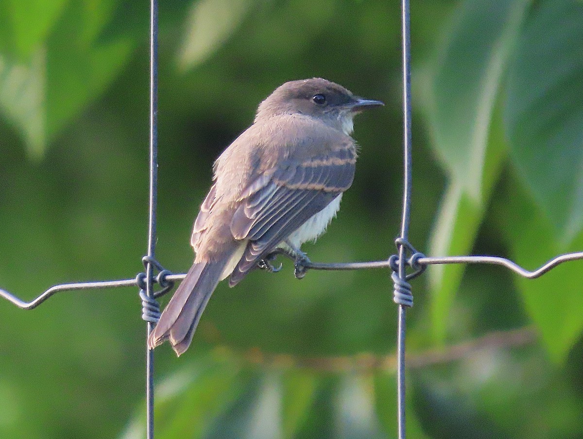 Eastern Phoebe - Jeff Beane