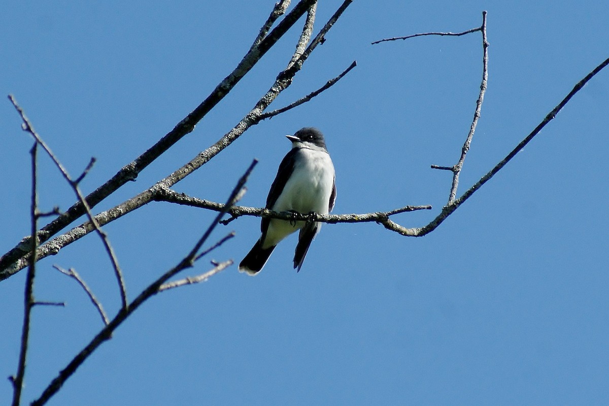 Eastern Kingbird - ML620601233