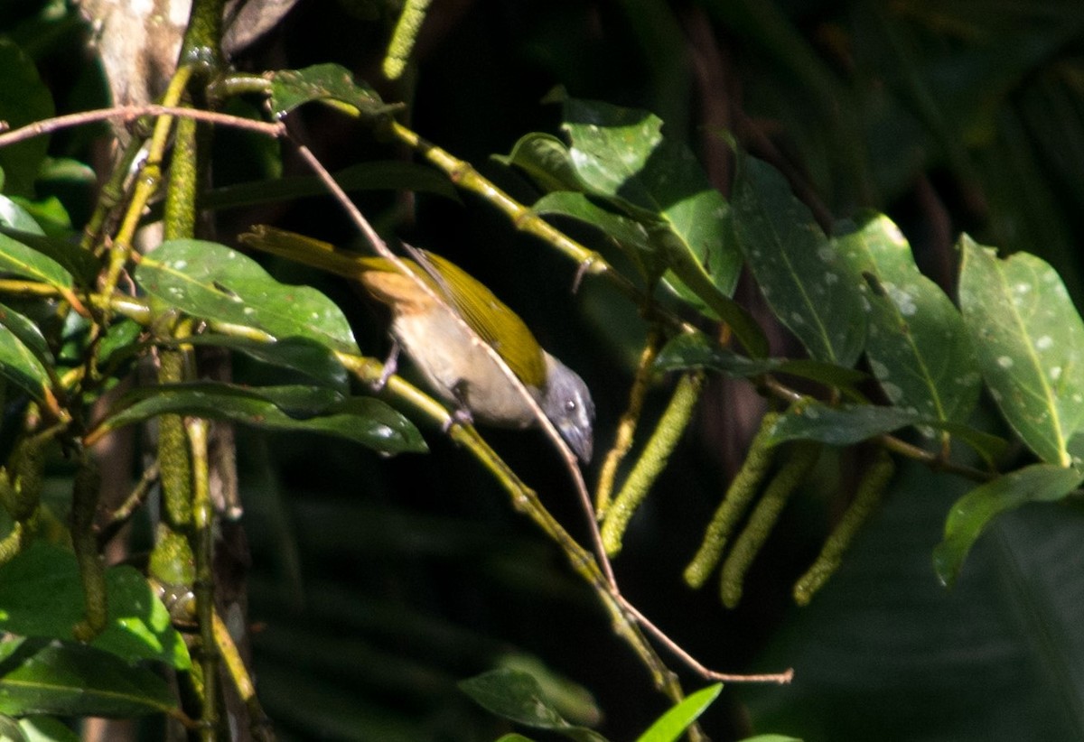 Buff-throated Saltator - ML620601236