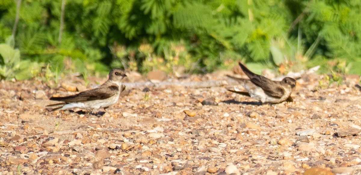 Northern Rough-winged Swallow - ML620601237