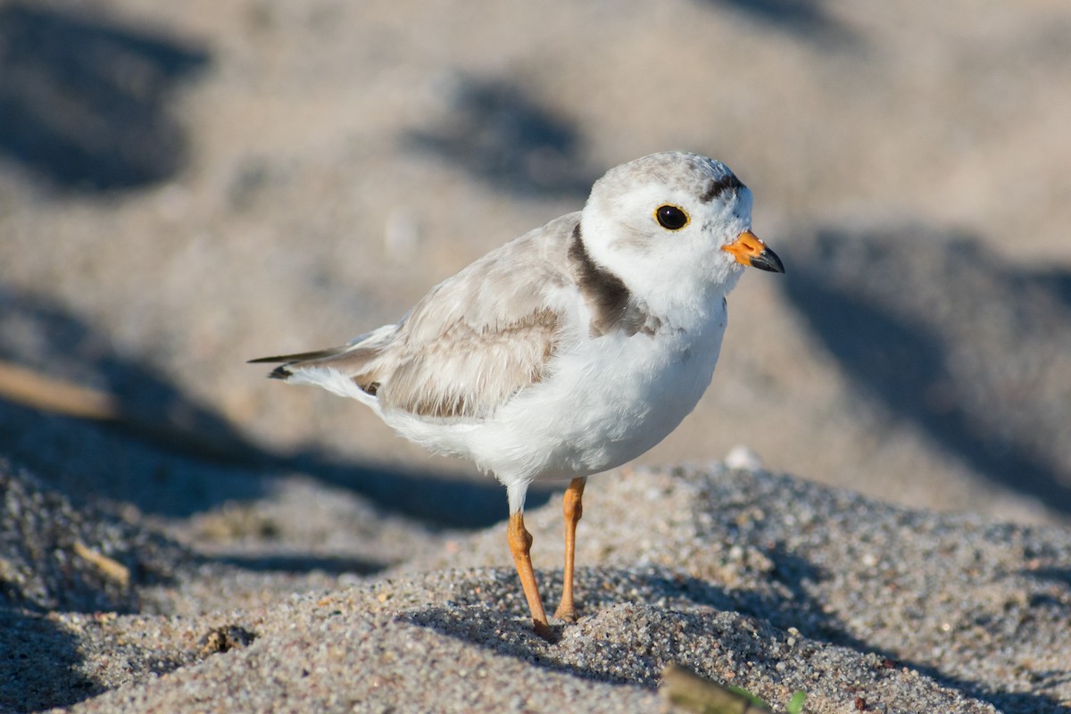 Piping Plover - ML620601238
