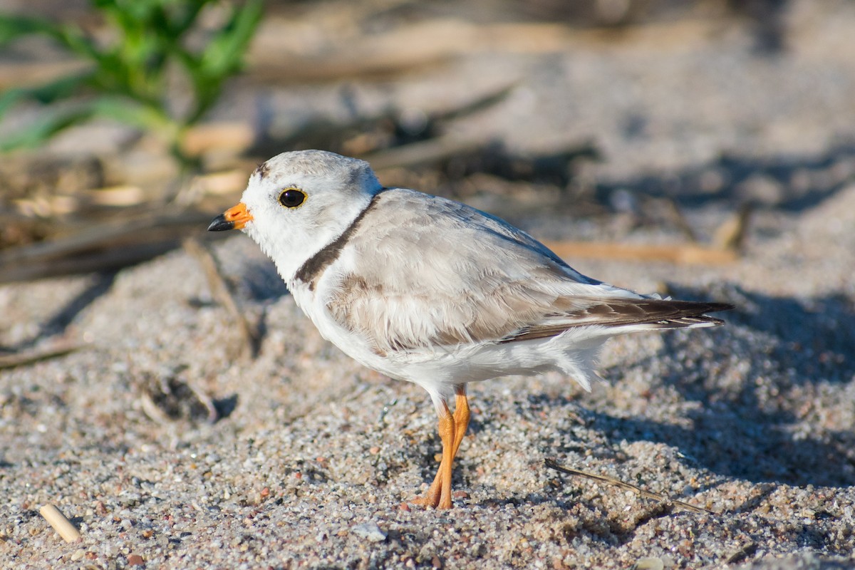 Piping Plover - ML620601239