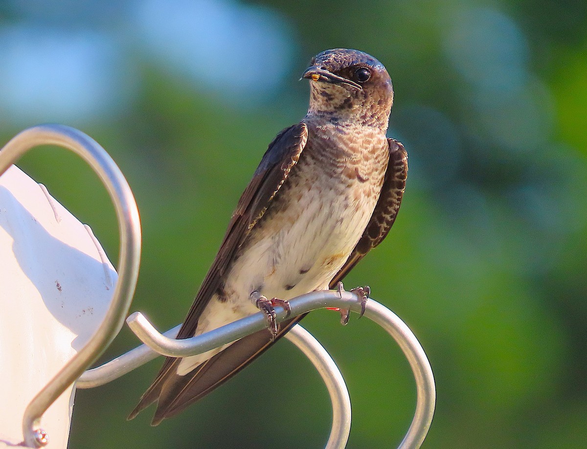 Golondrina Purpúrea - ML620601240