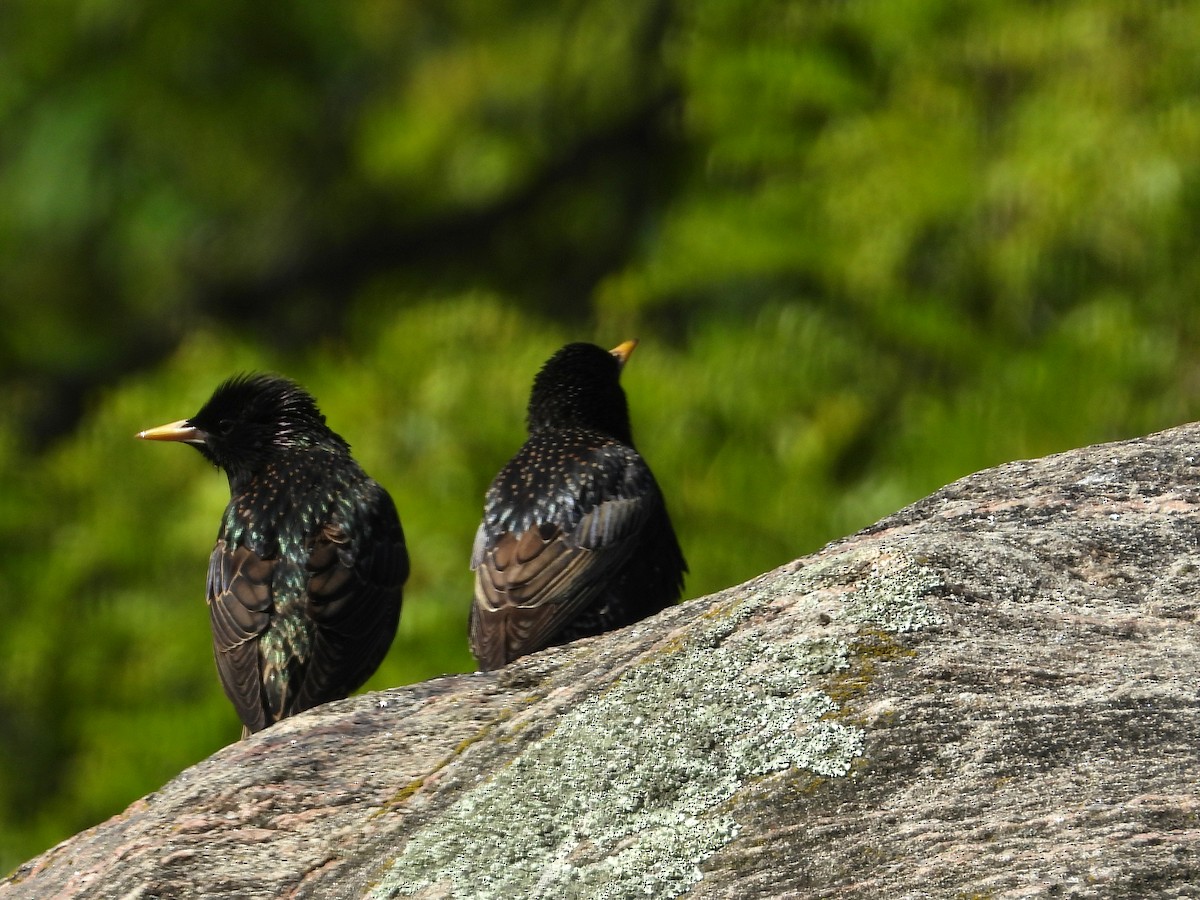 European Starling - ML620601242