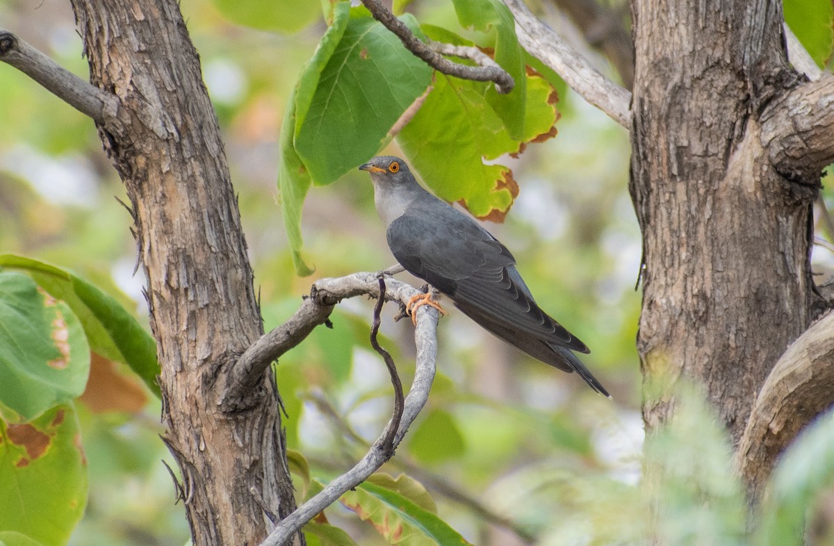 Common Cuckoo - Atharva Gijare