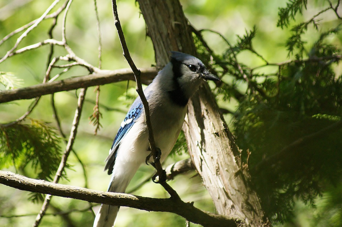 Blue Jay - ML620601245