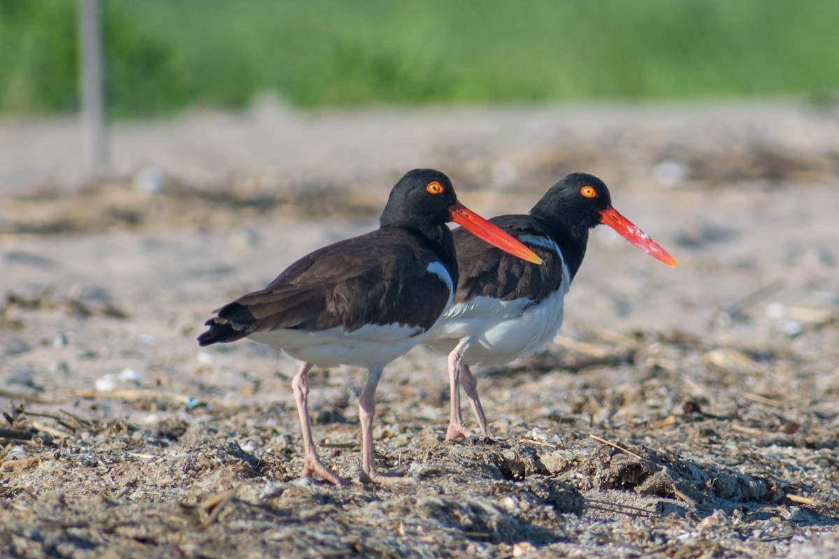 American Oystercatcher - ML620601246