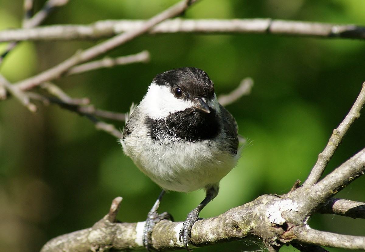 Black-capped Chickadee - ML620601248