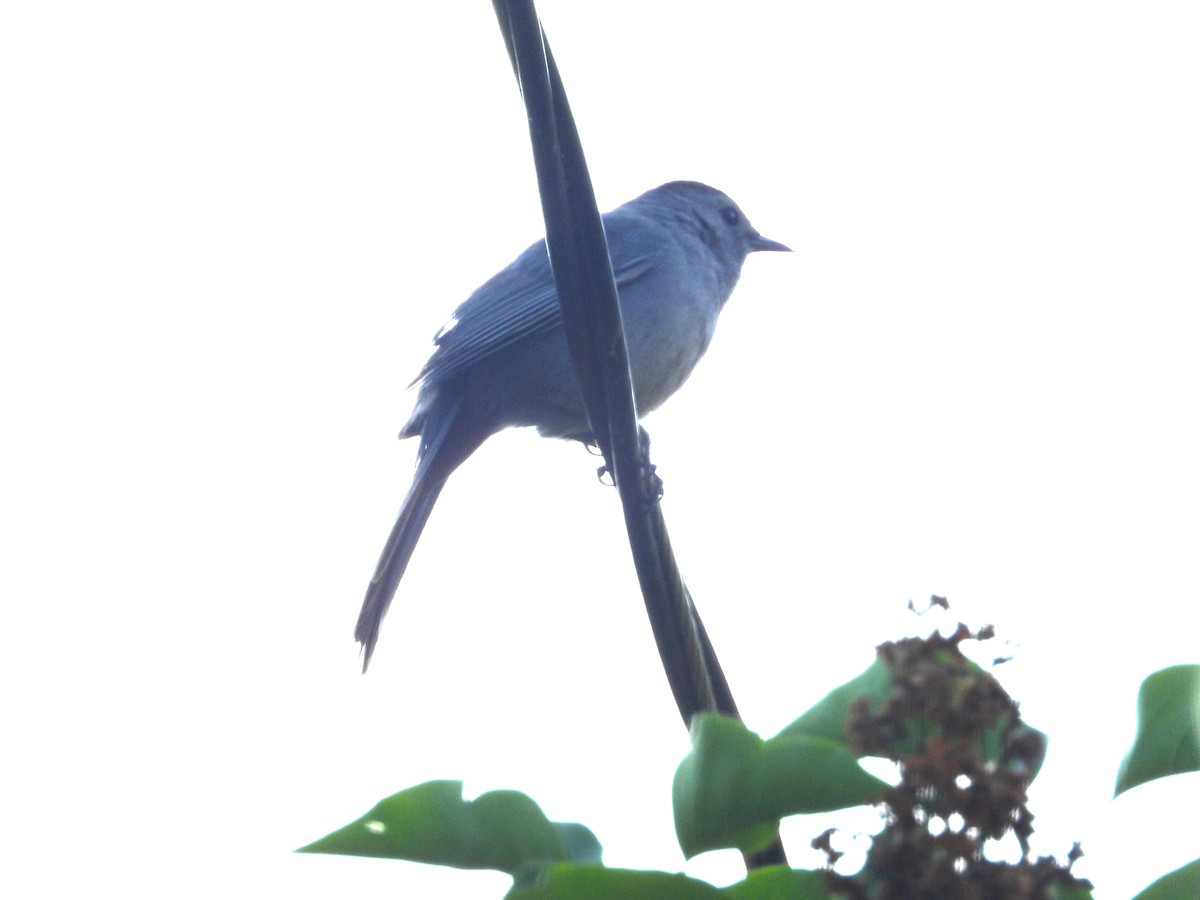 Gray Catbird - ML620601249