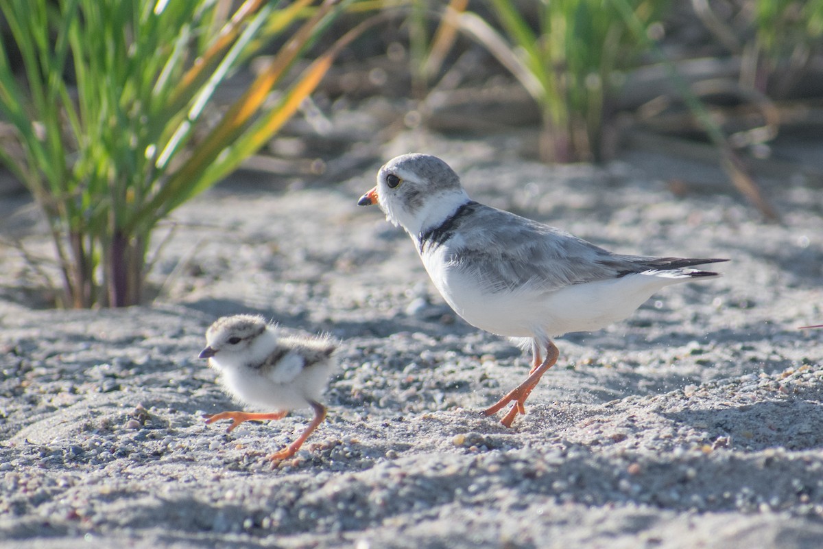 Piping Plover - ML620601258