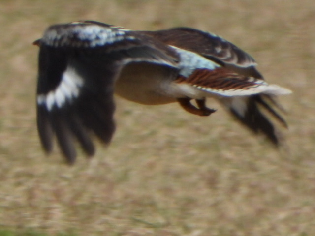 Laughing Kookaburra - ML620601261