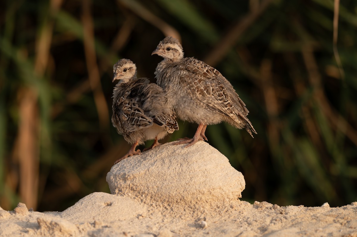 Gray Francolin - ML620601262