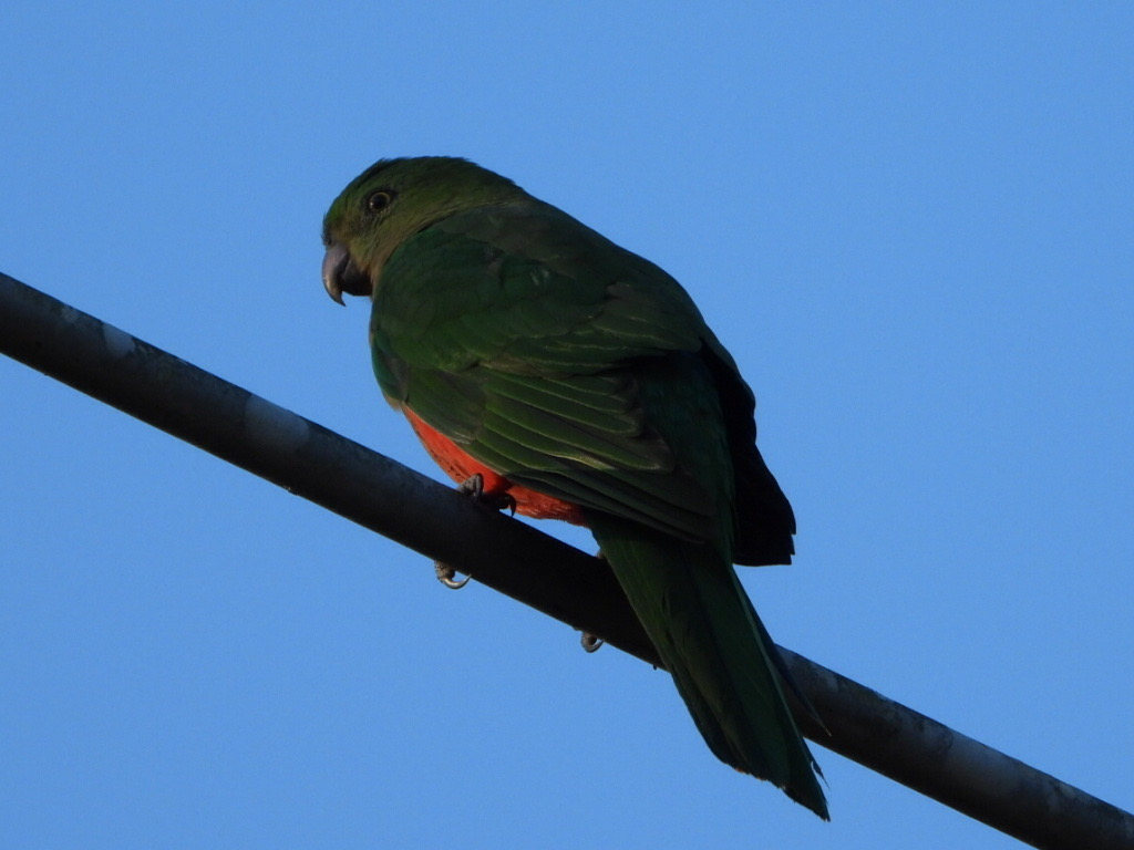 Australian King-Parrot - ML620601263