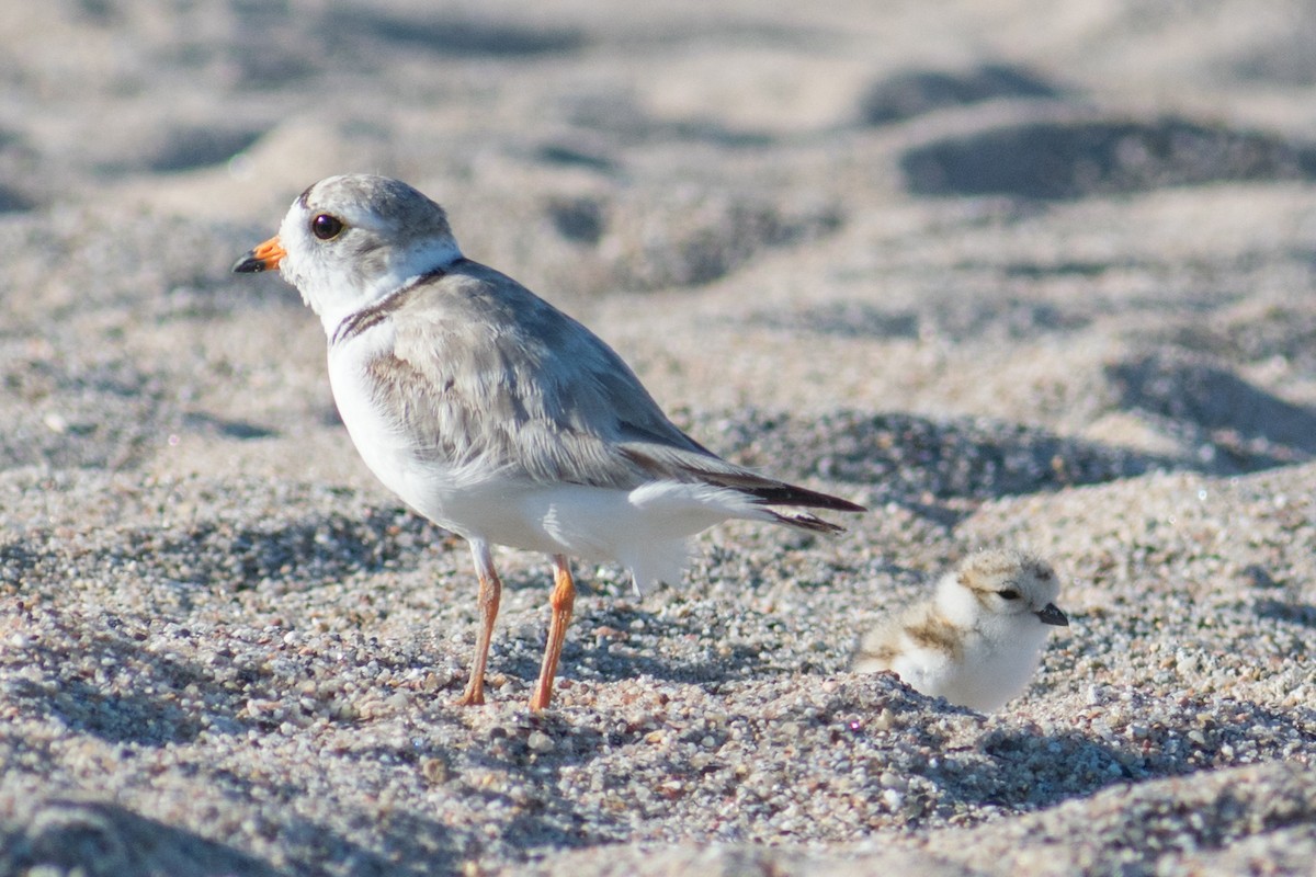 Piping Plover - Dorthy Fang